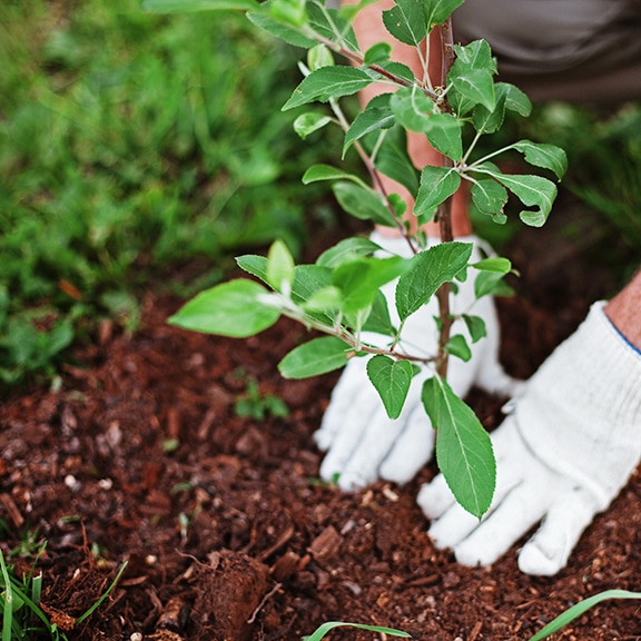 Landscaping Services in Tasmania